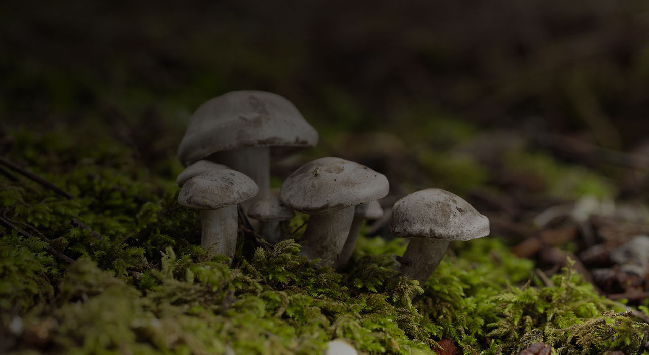 The usefulness of straw in mushroom cultivation 3rd the-usefulness-of-straw-in-mushroom-cultivation-3rd