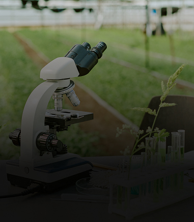 the-usefulness-of-straw-in-mushroom-cultivation-3rd