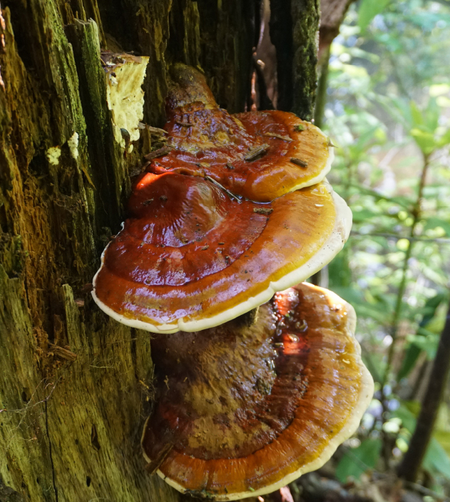 Reishi reishi